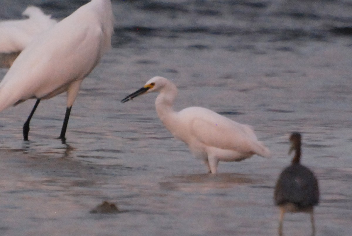 Snowy Egret - Robert Dobbs