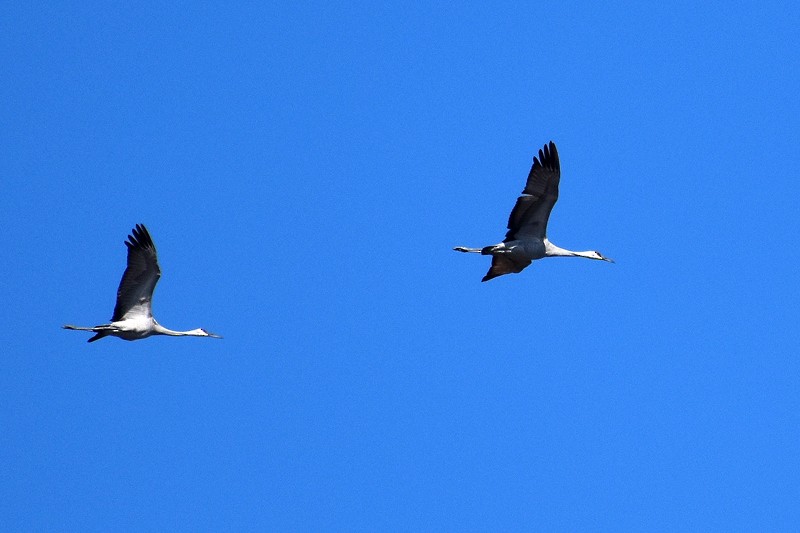 Sandhill Crane - ML123290891