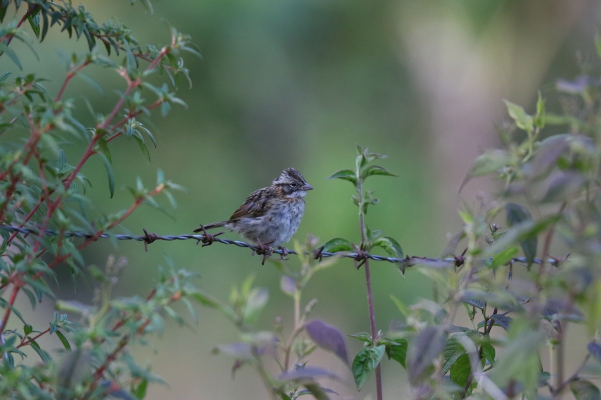 Rufous-collared Sparrow - Francois et Jacqueline Lacasse