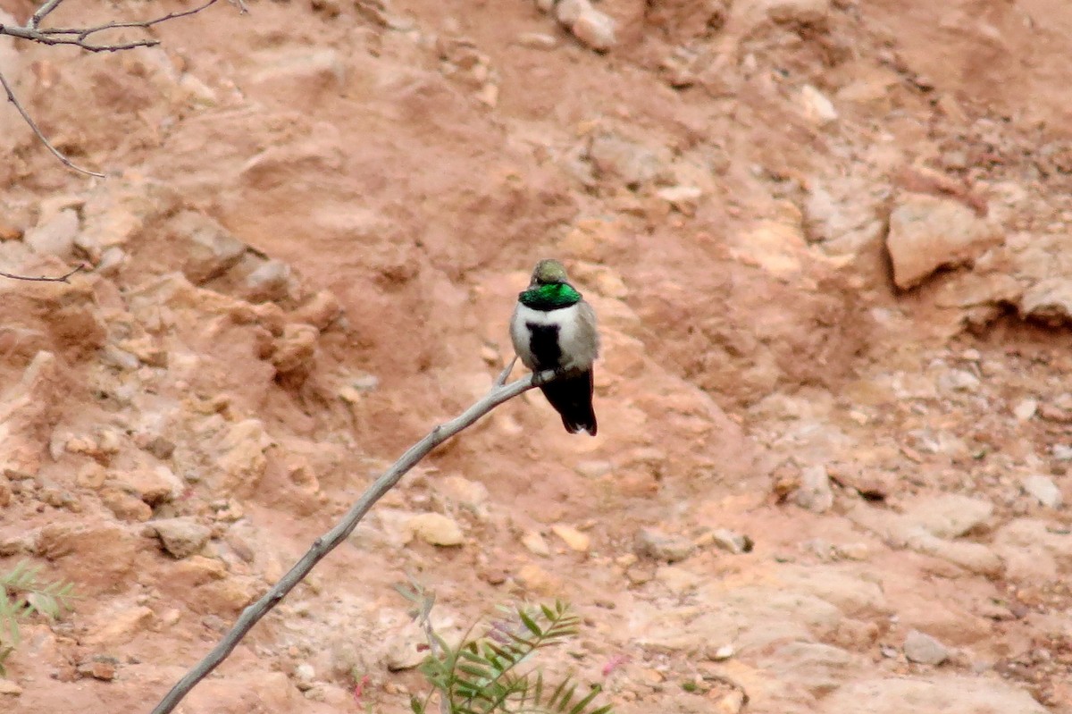 Colibrí Cordillerano - ML123292801