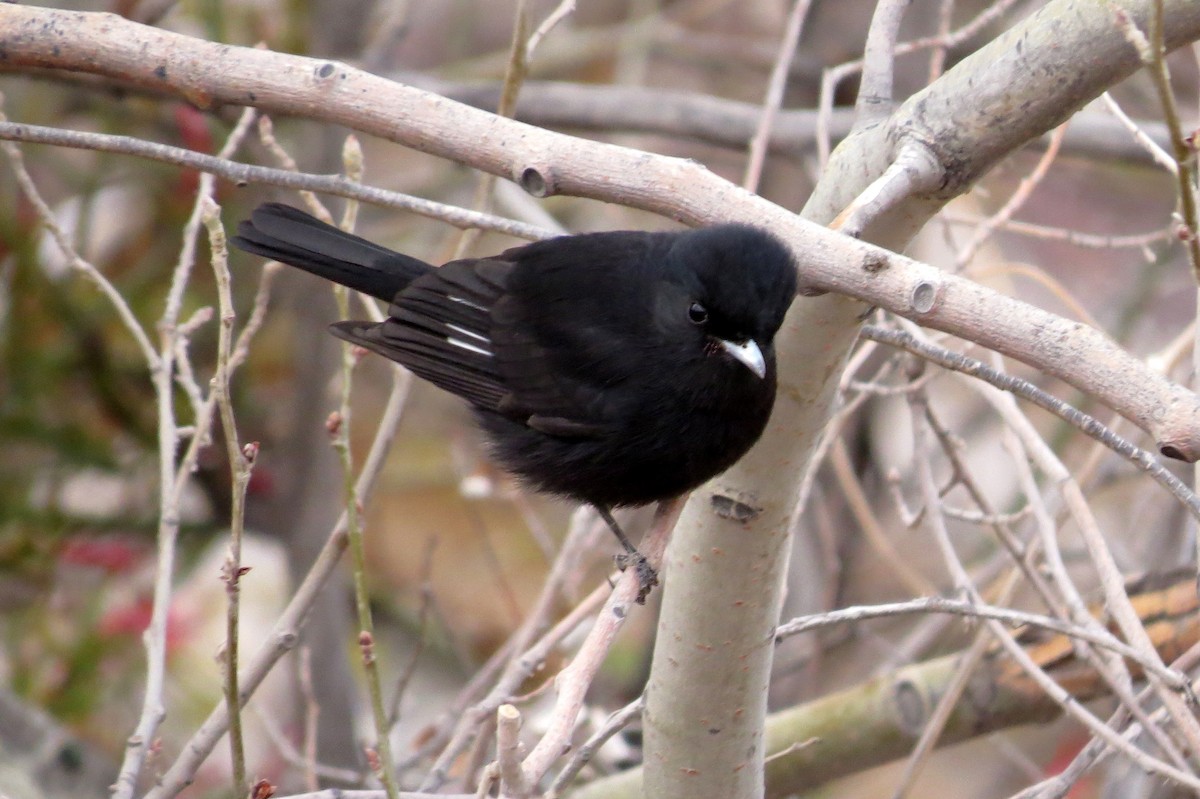 White-winged Black-Tyrant - ML123292871