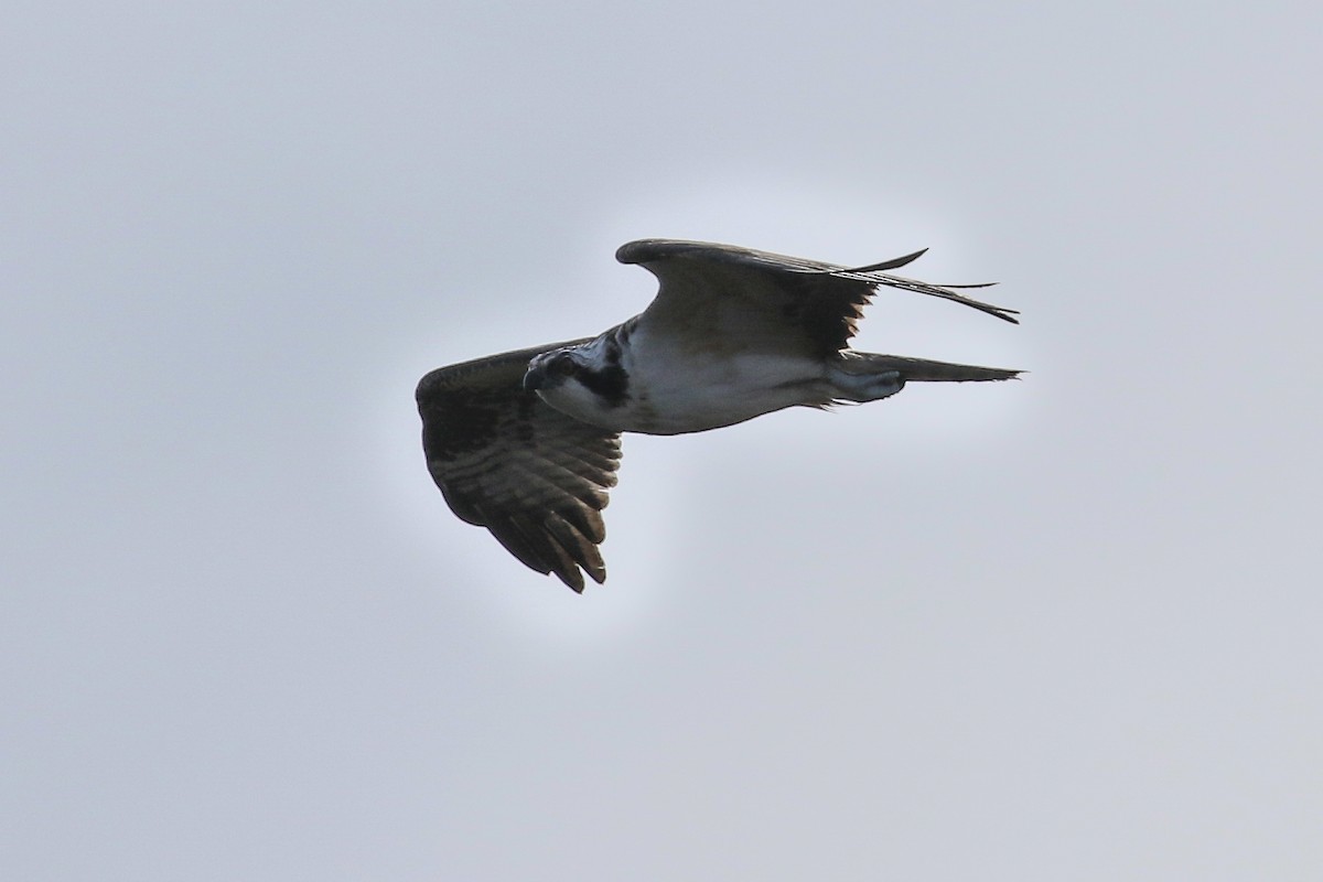 Águila Pescadora - ML123292981