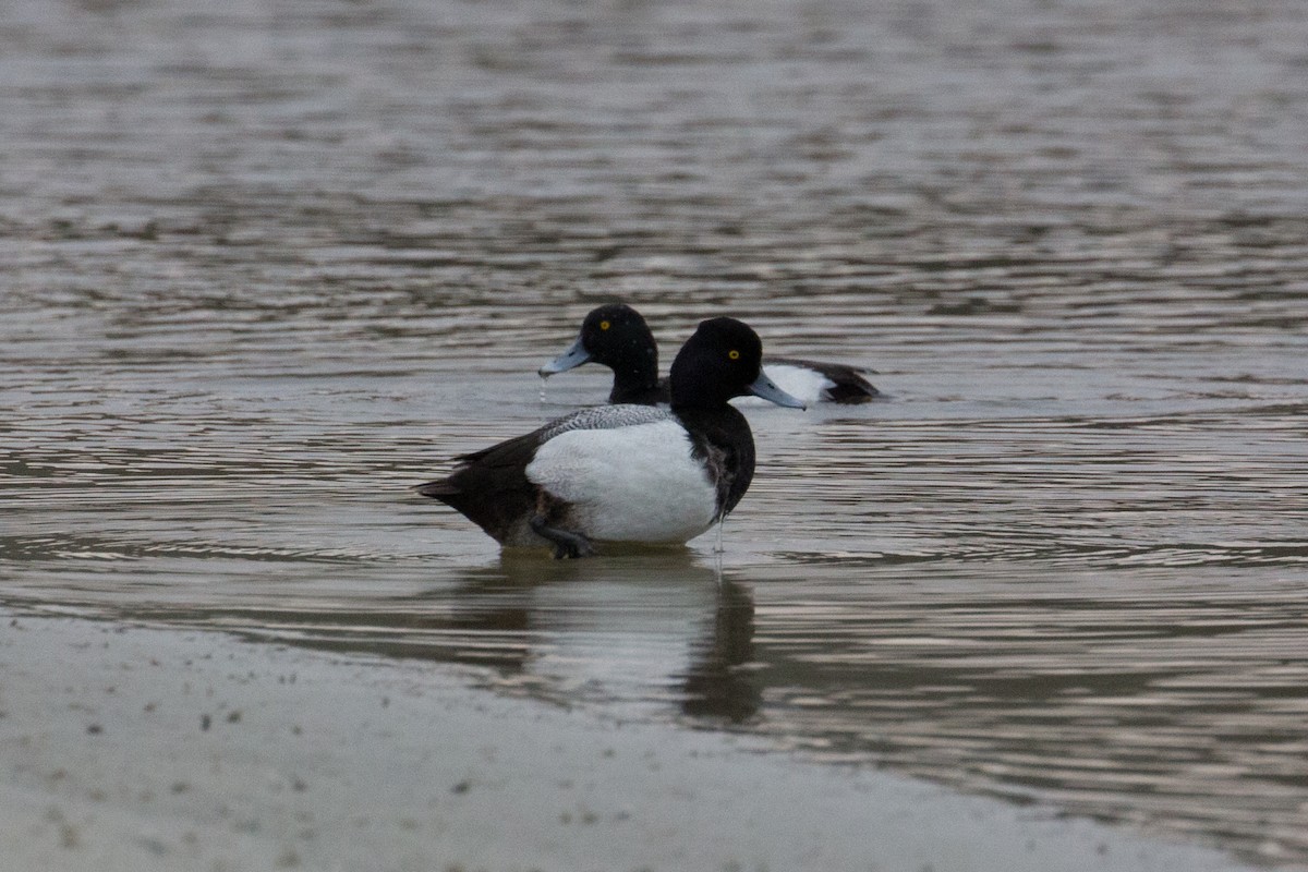 Lesser Scaup - ML123293271