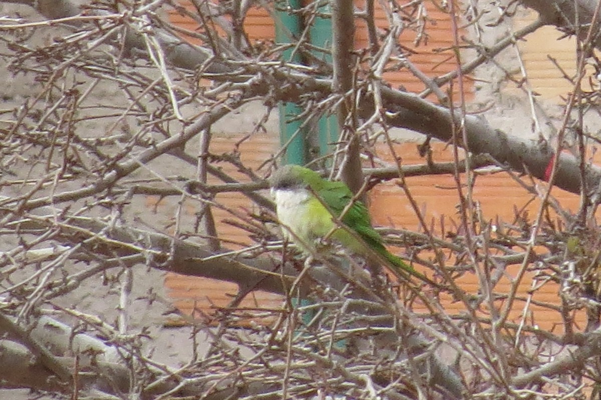 Gray-hooded Parakeet - ML123293481