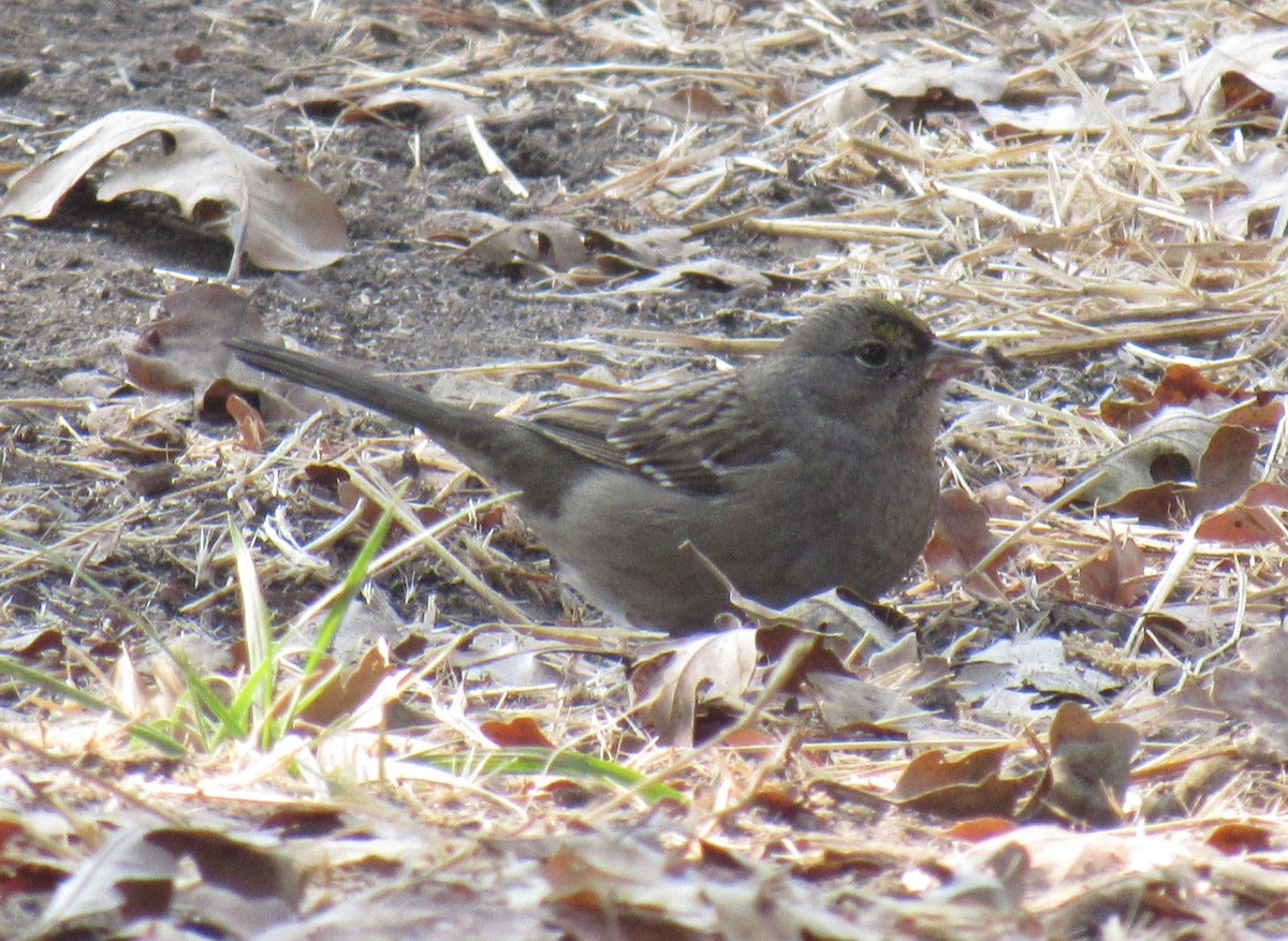 Bruant à couronne dorée - ML123293581