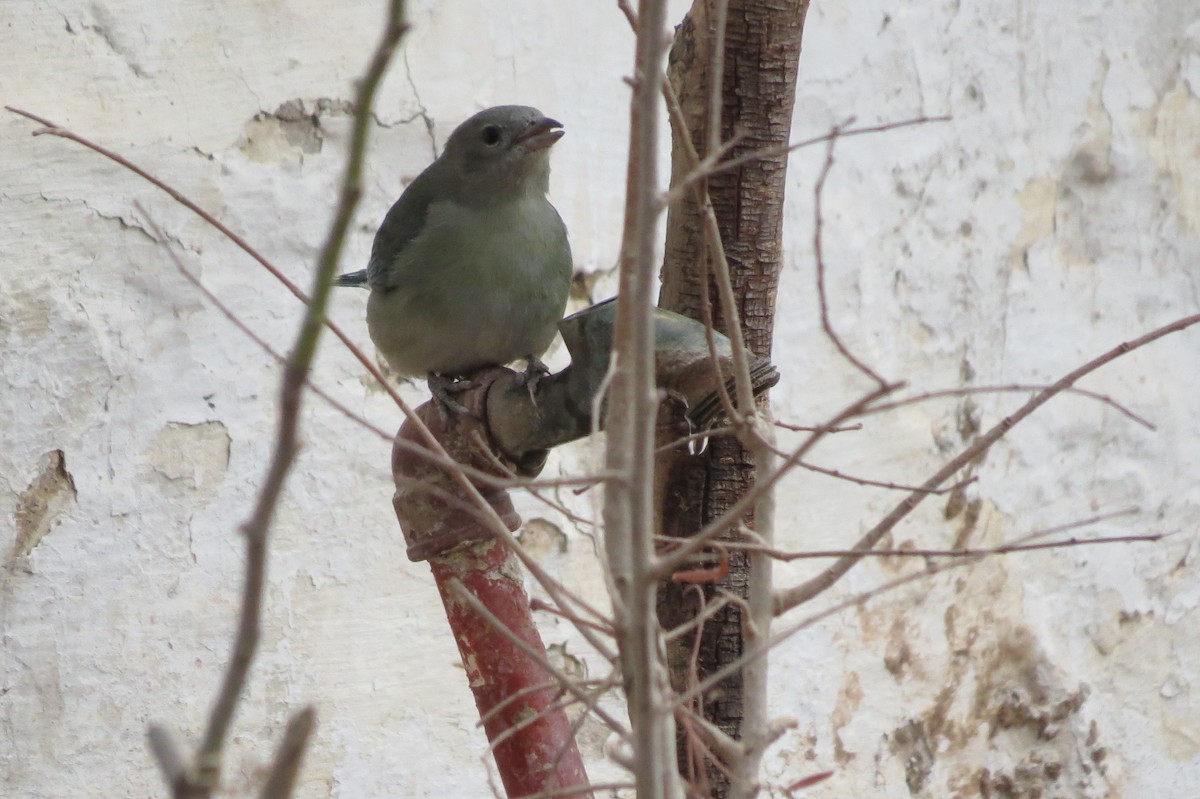 Sayaca Tanager - ML123294361