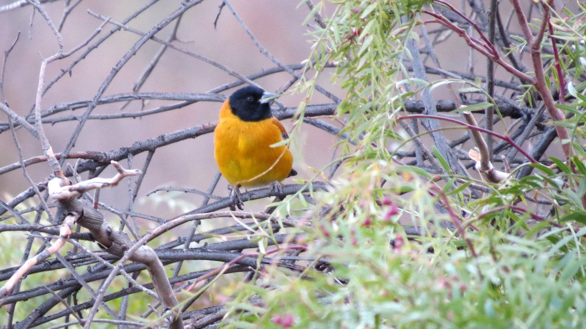 Black-hooded Sierra Finch - ML123294881