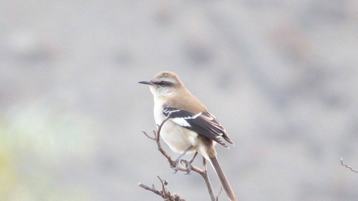 Brown-backed Mockingbird - ML123294931