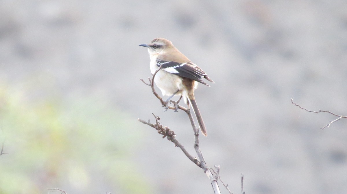 Brown-backed Mockingbird - ML123294941