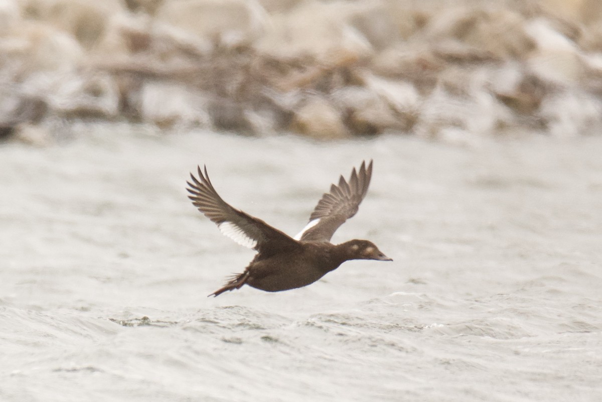 White-winged Scoter - ML123296421