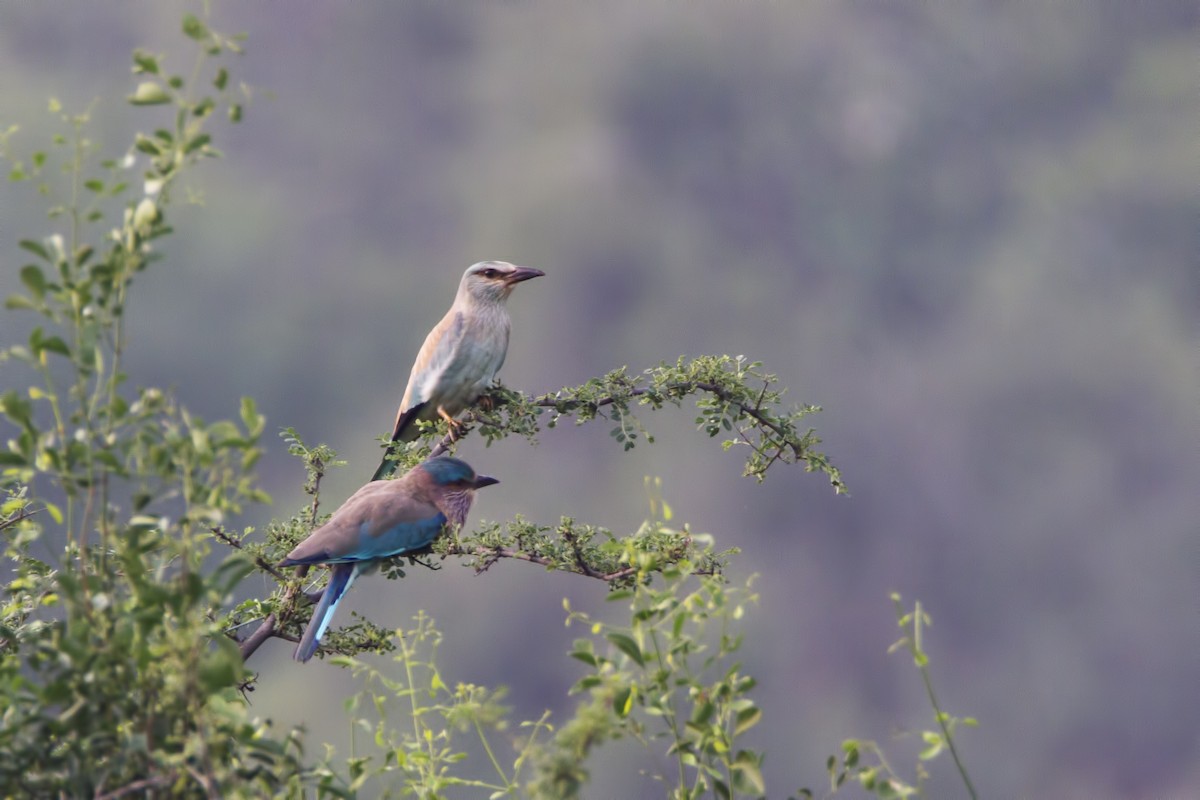 European Roller - ML123296581
