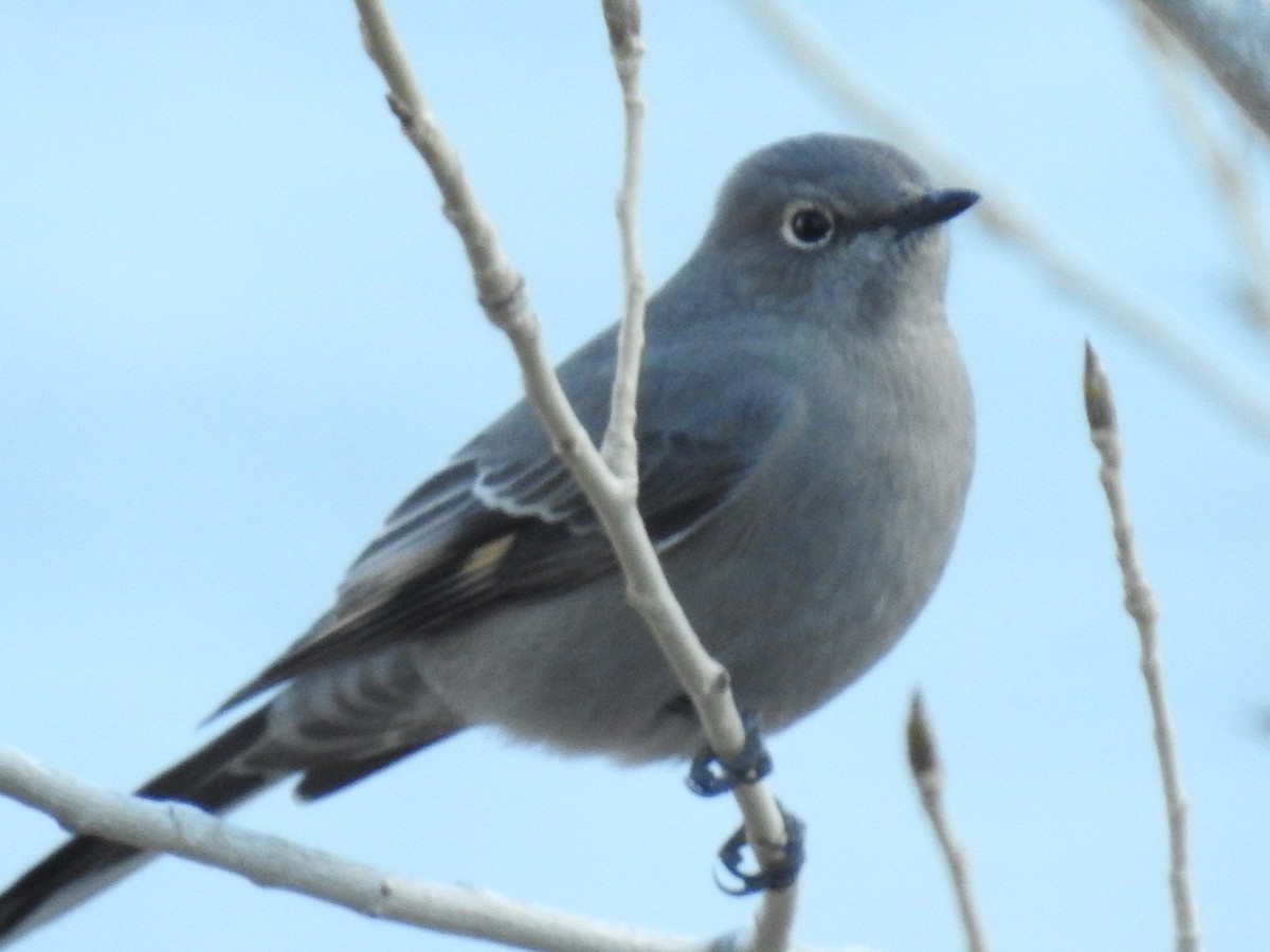 Townsend's Solitaire - Tom Ross