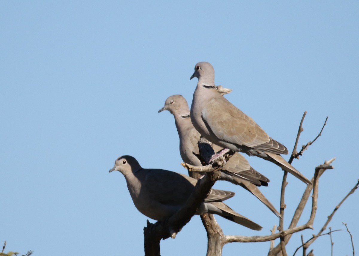 Eurasian Collared-Dove - ML123302041