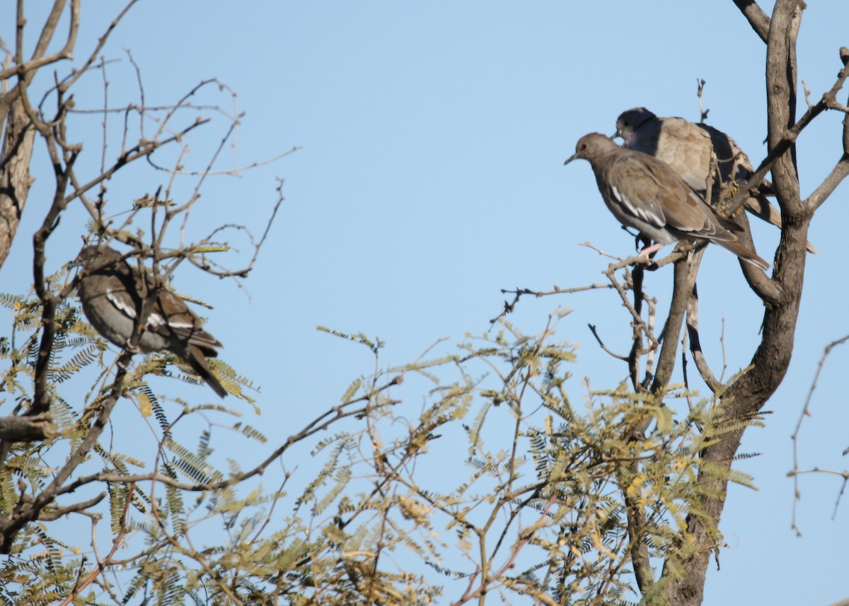 White-winged Dove - ML123302061