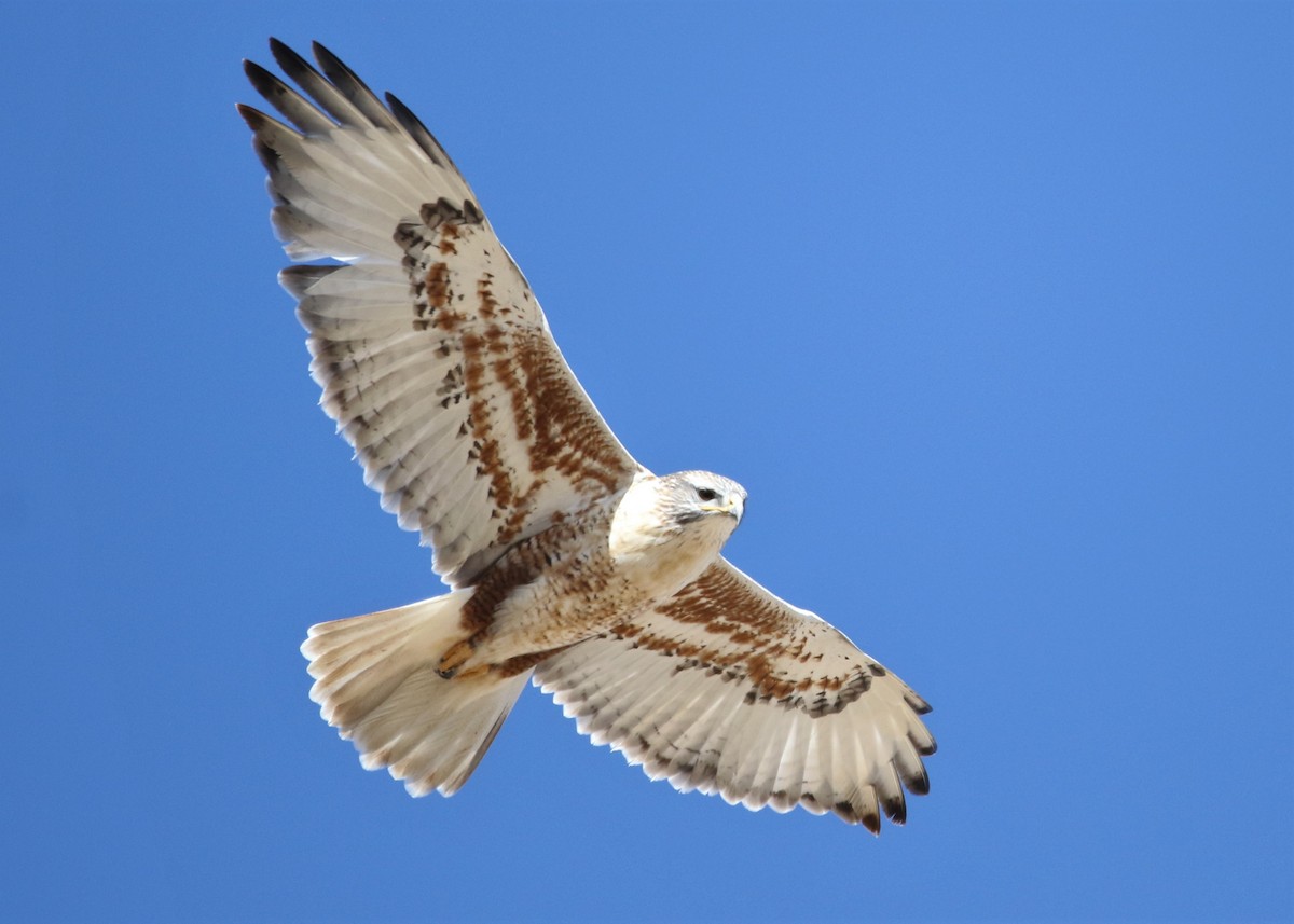 Ferruginous Hawk - ML123302451