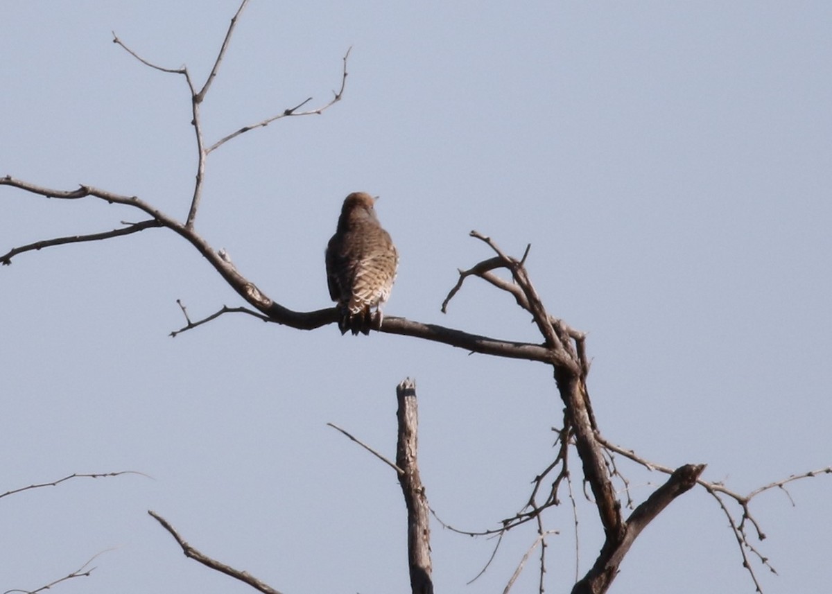 Northern Flicker (Red-shafted) - ML123302491