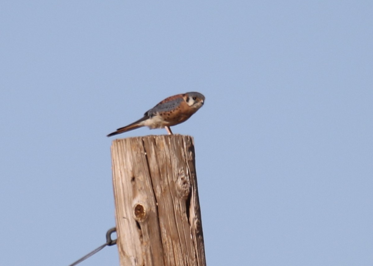 American Kestrel - Louis Hoeniger