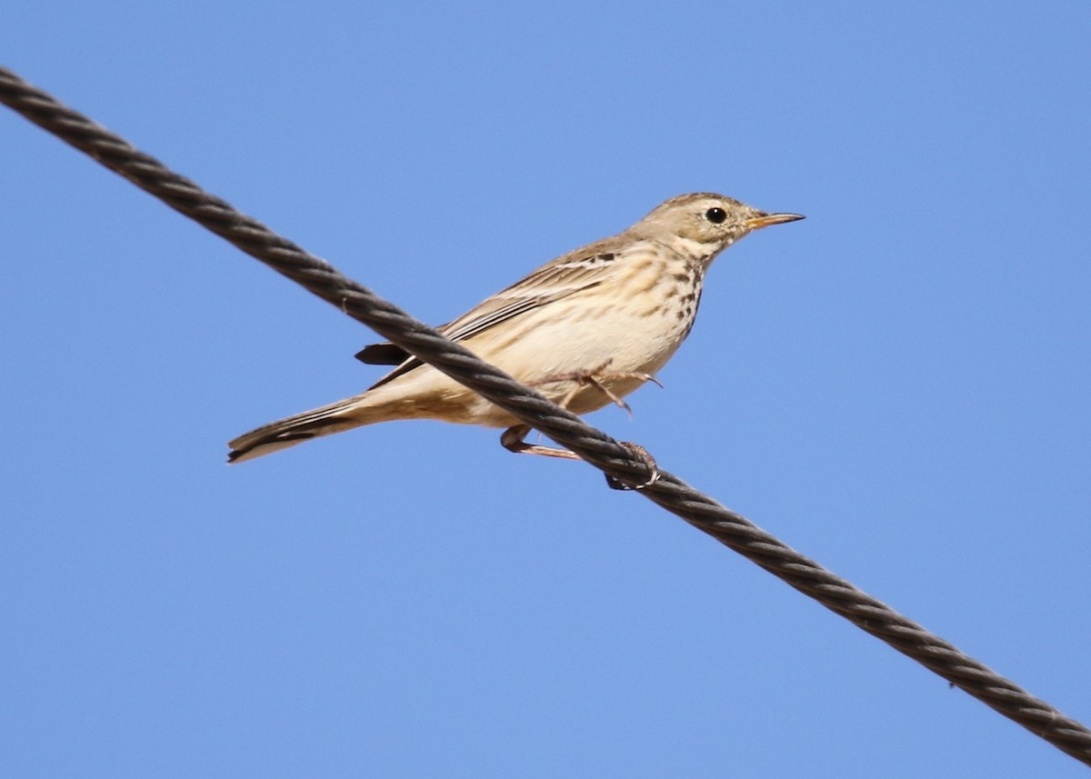 American Pipit - ML123302601