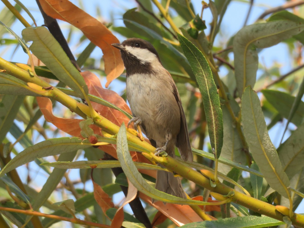 Chestnut-backed Chickadee - TK Birder