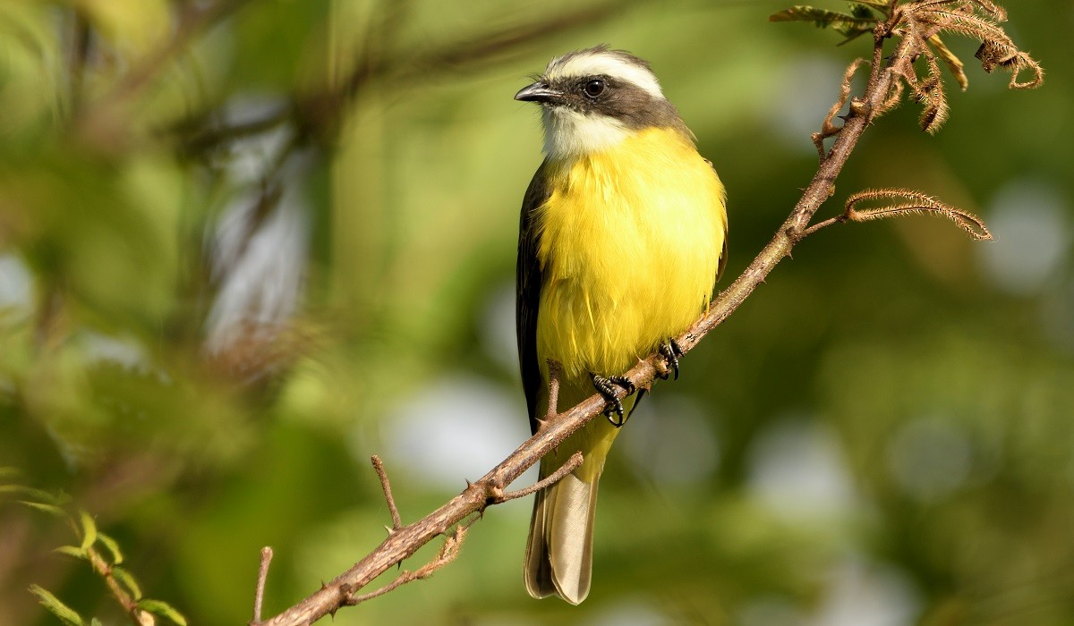 Social Flycatcher - ML123307331