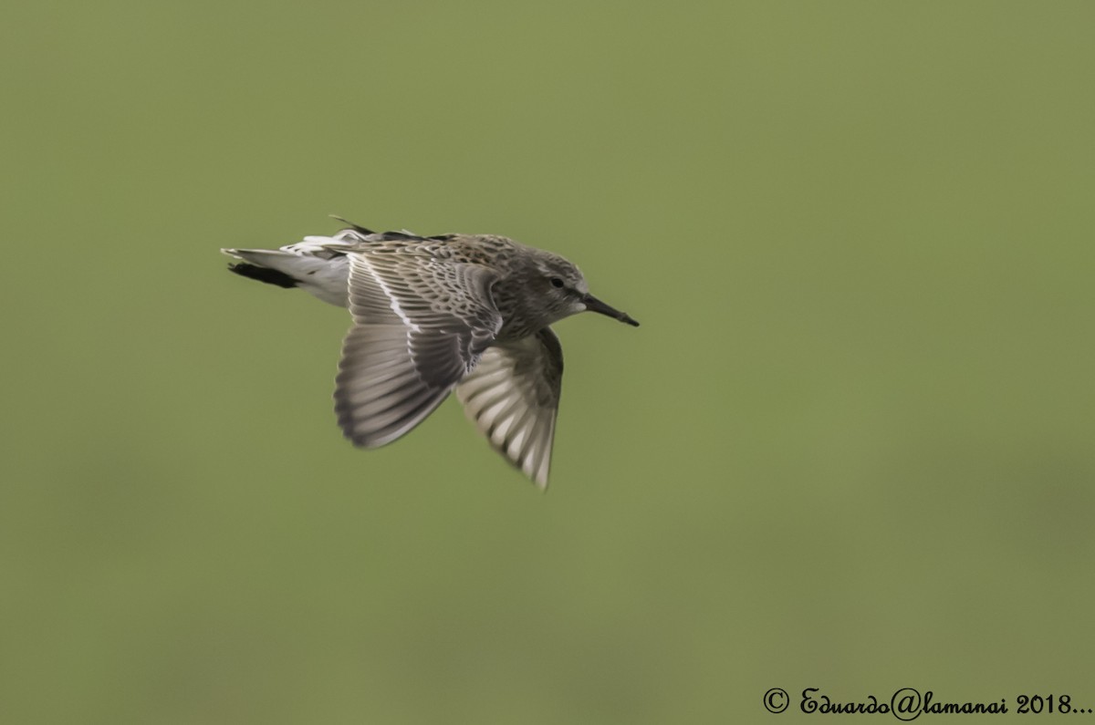 White-rumped Sandpiper - ML123307511