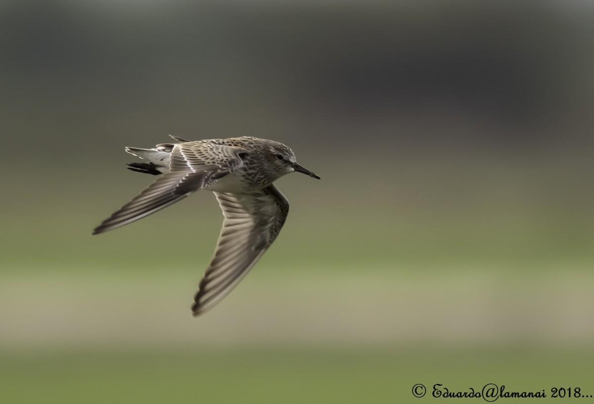 White-rumped Sandpiper - ML123307521