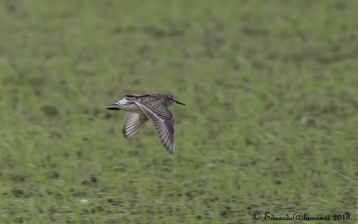 White-rumped Sandpiper - ML123307551