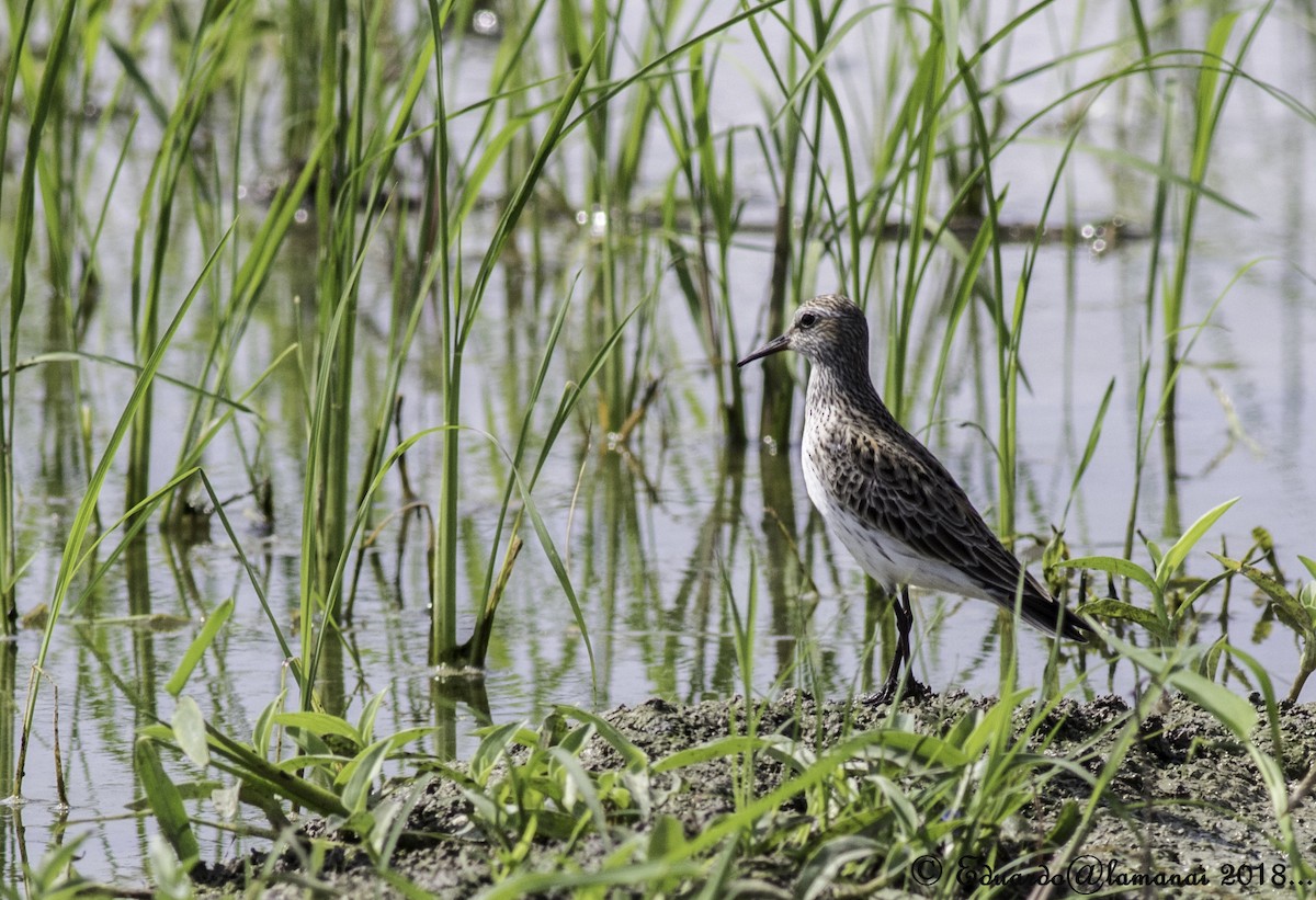 White-rumped Sandpiper - Jorge Eduardo Ruano