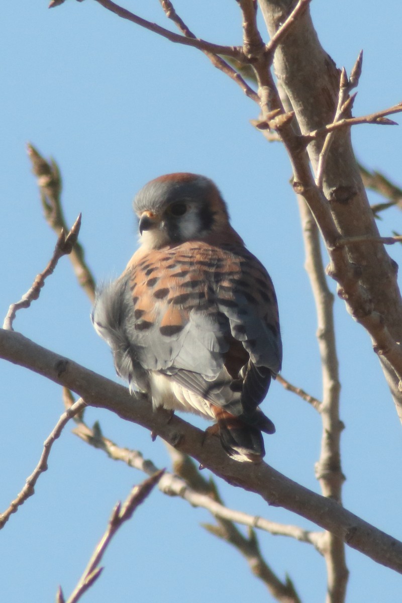 American Kestrel - ML123307651