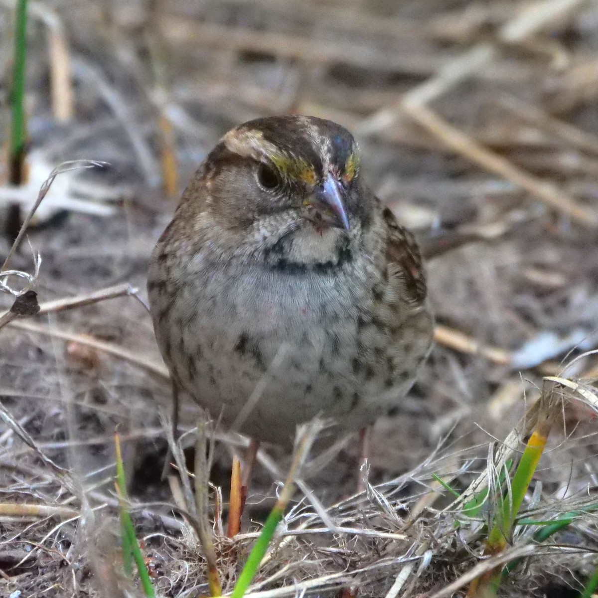 White-throated Sparrow - ML123310601