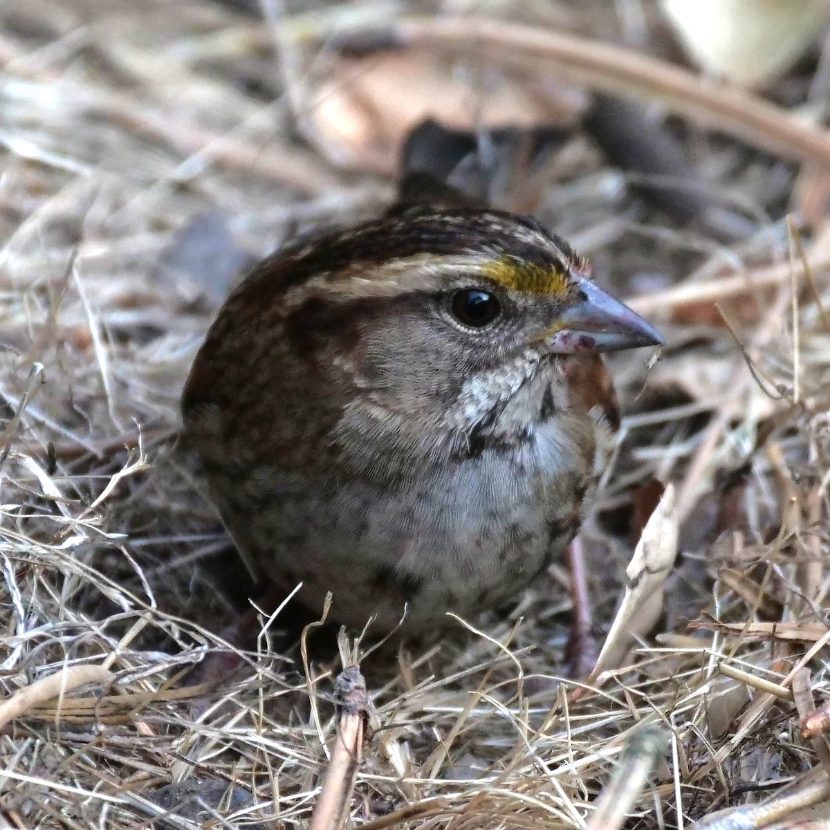 White-throated Sparrow - ML123310621