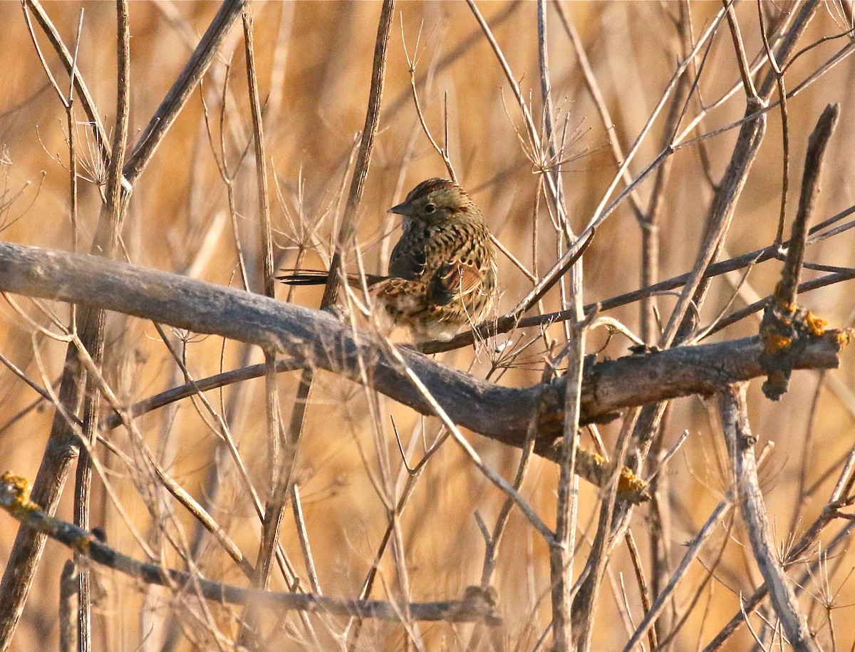 Lincoln's Sparrow - ML123311381