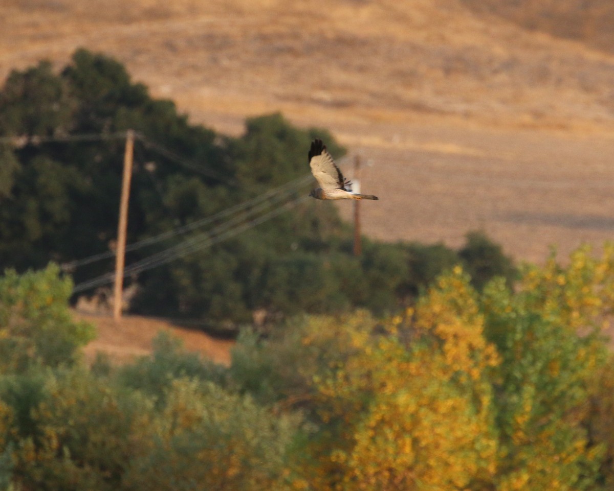 Northern Harrier - ML123311961