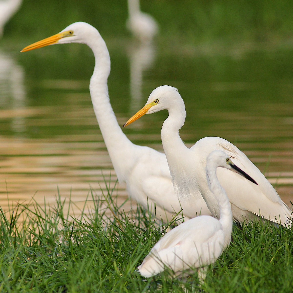 Medium Egret - Aravind AM