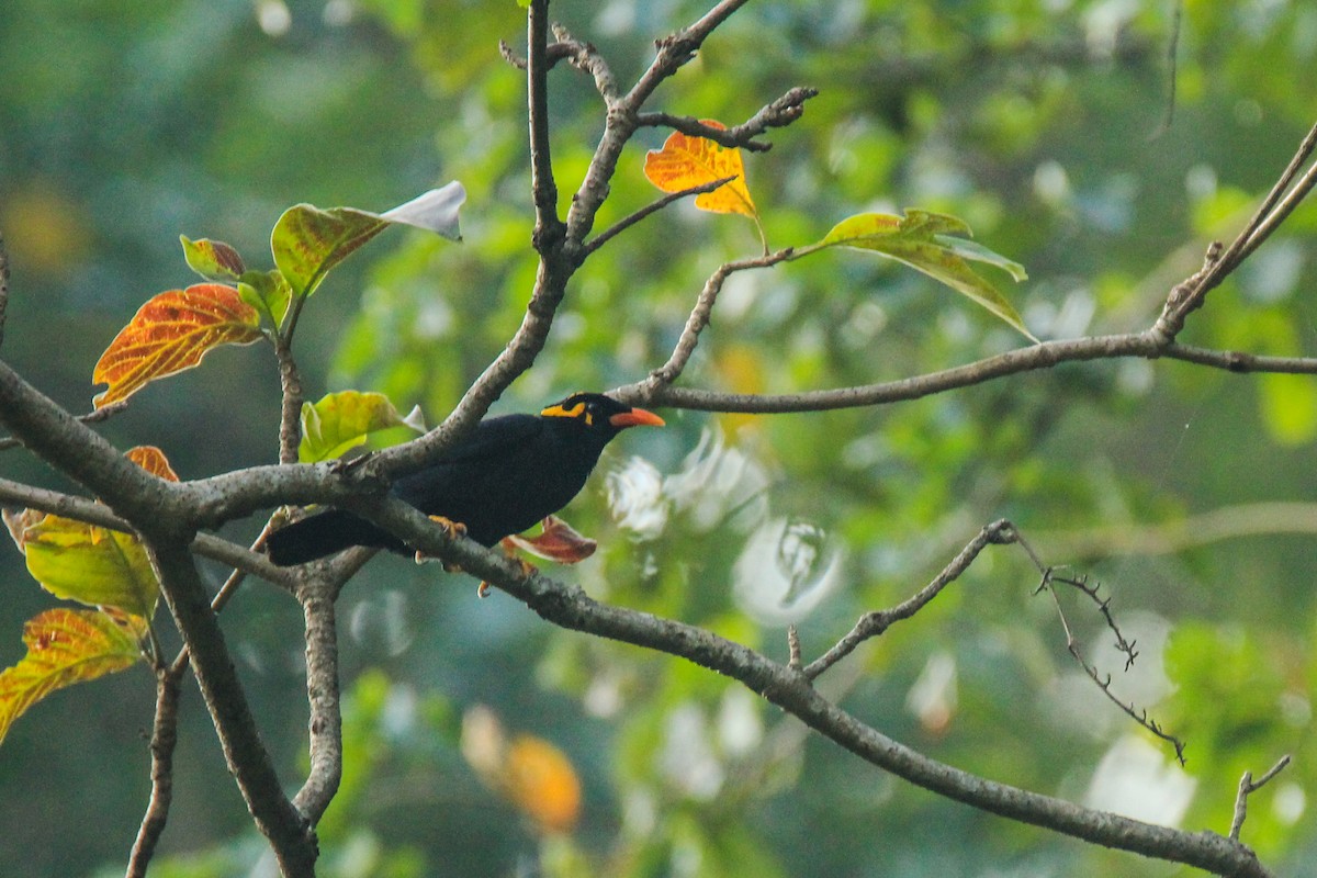 Southern Hill Myna - ML123314711