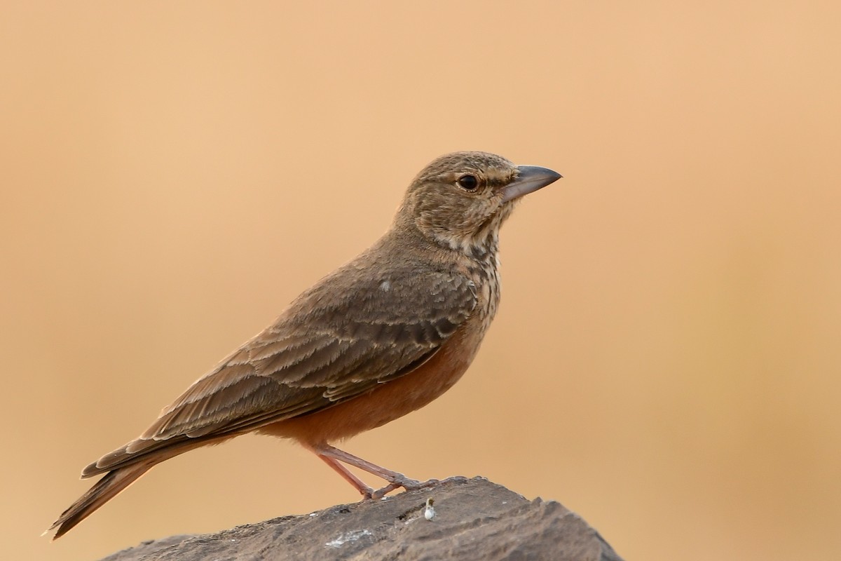 Rufous-tailed Lark - Prem Raut