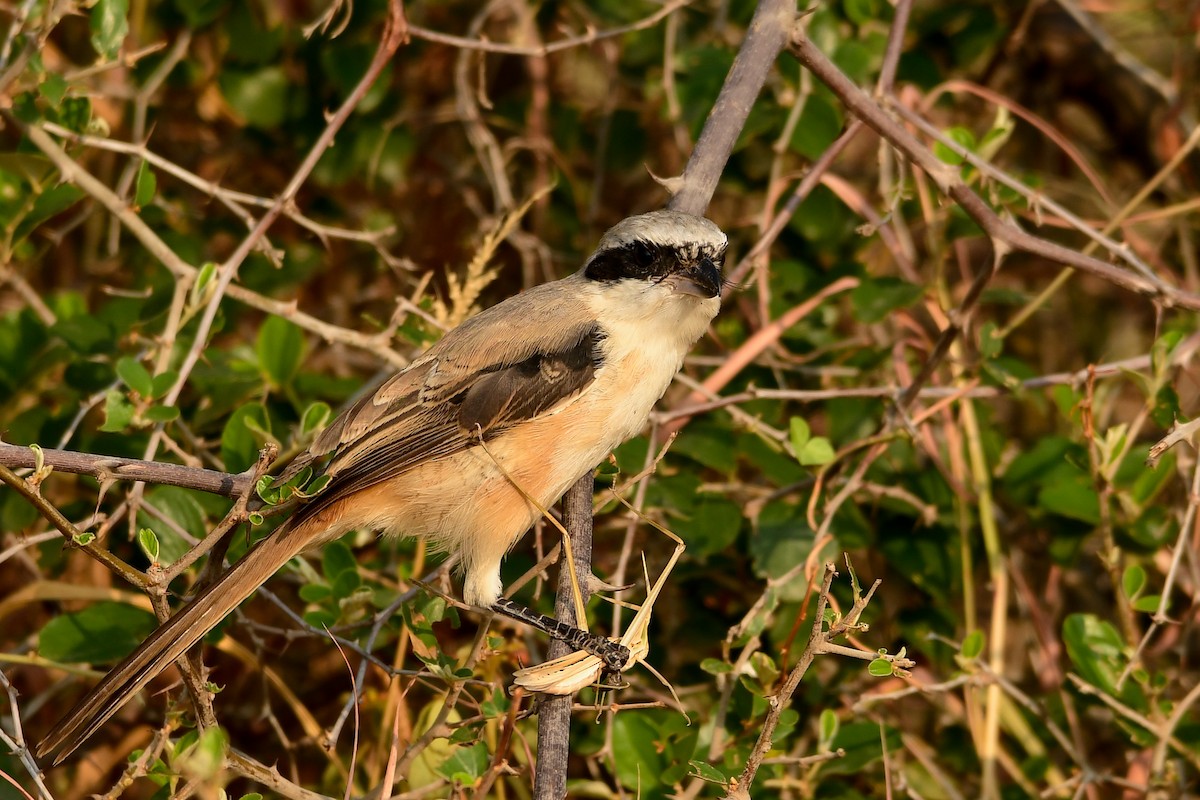 Long-tailed Shrike - Prem Raut