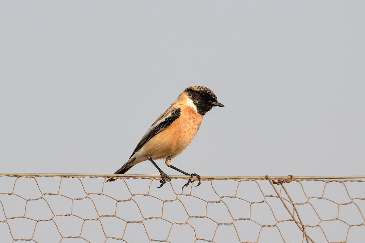 Siberian Stonechat - ML123317341