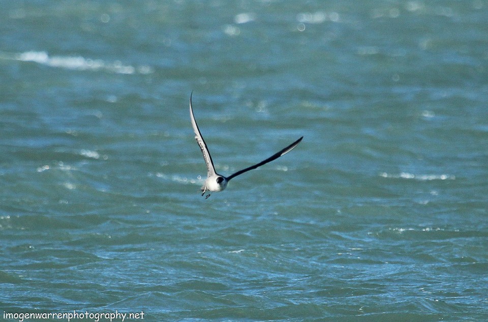 Long-tailed Jaeger - ML123318421