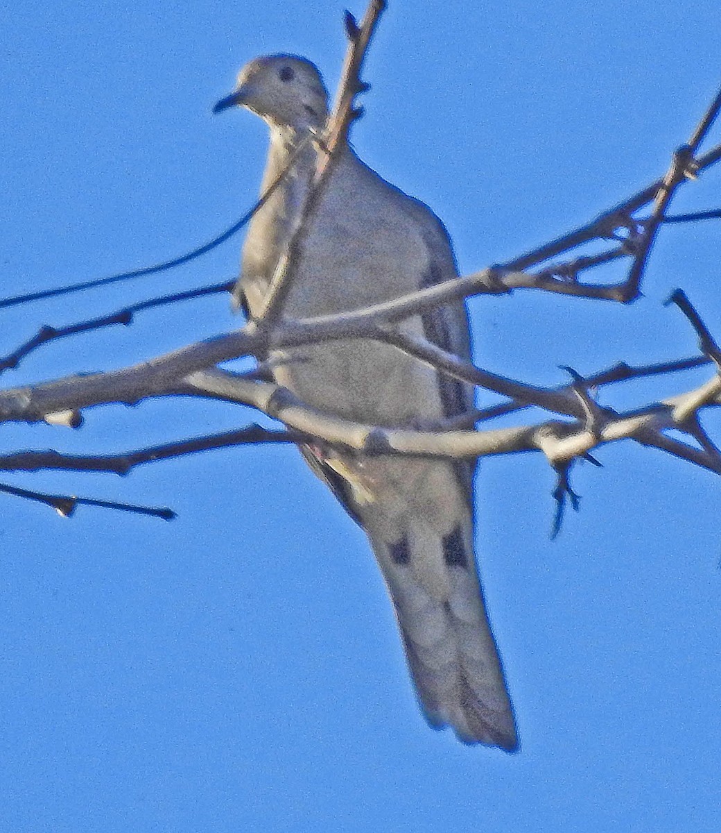 Eurasian Collared-Dove - lynda fenneman