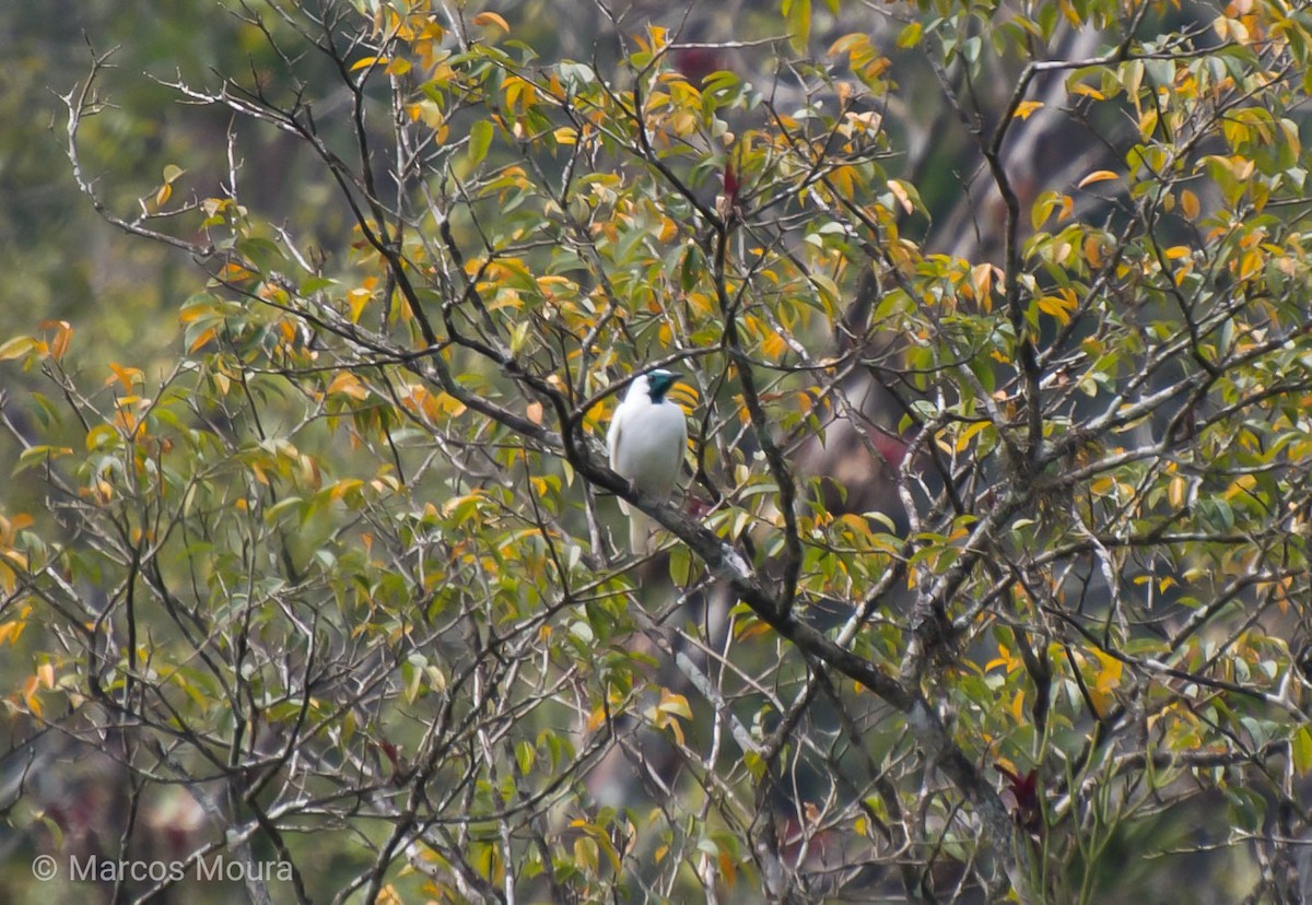 Bare-throated Bellbird - Marcos Moura