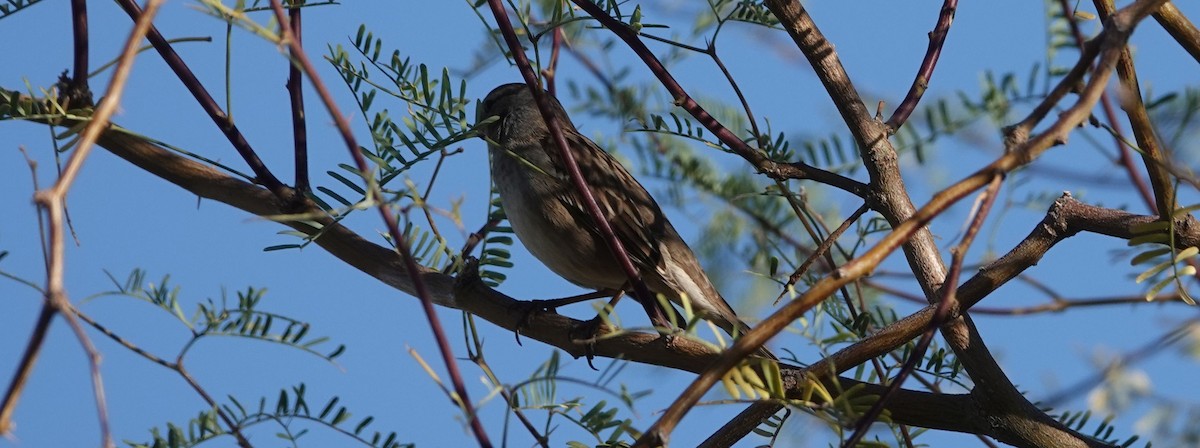 Chipping Sparrow - ML123319341