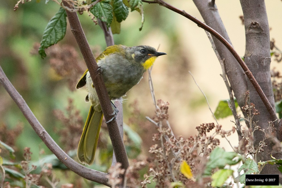 Yellow-throated Honeyeater - David Irving