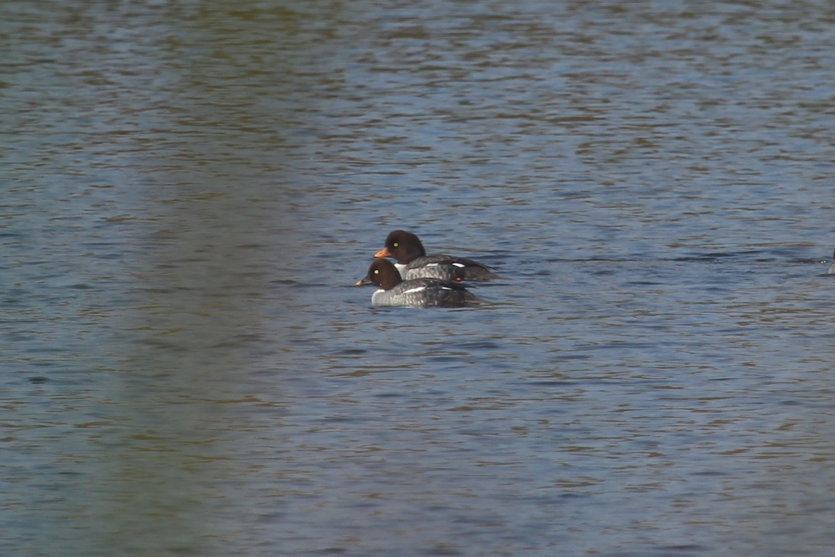 Barrow's Goldeneye - ML123320761