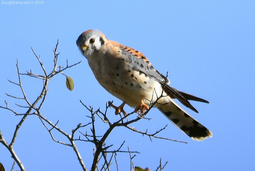 American Kestrel - ML123321031