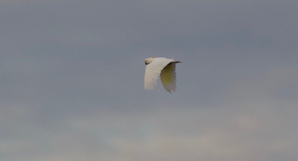 corella/white cockatoo sp. - ML123324181