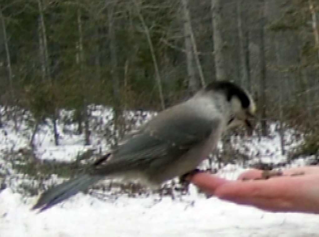 Canada Jay - ML123324241