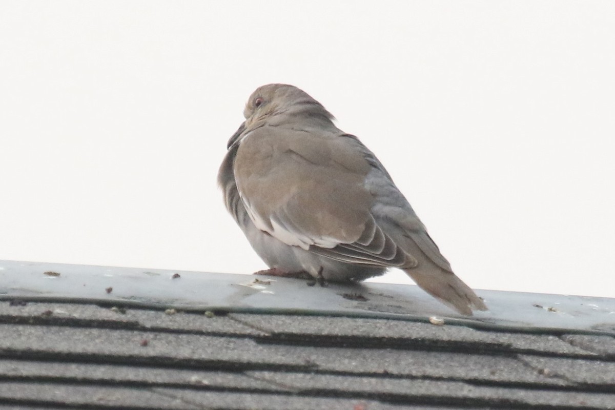 White-winged Dove - mario balitbit