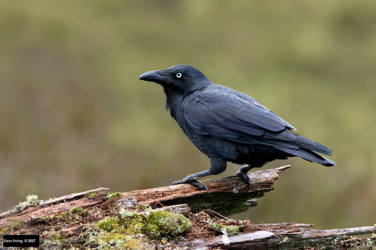 Corbeau de Tasmanie - ML123326061