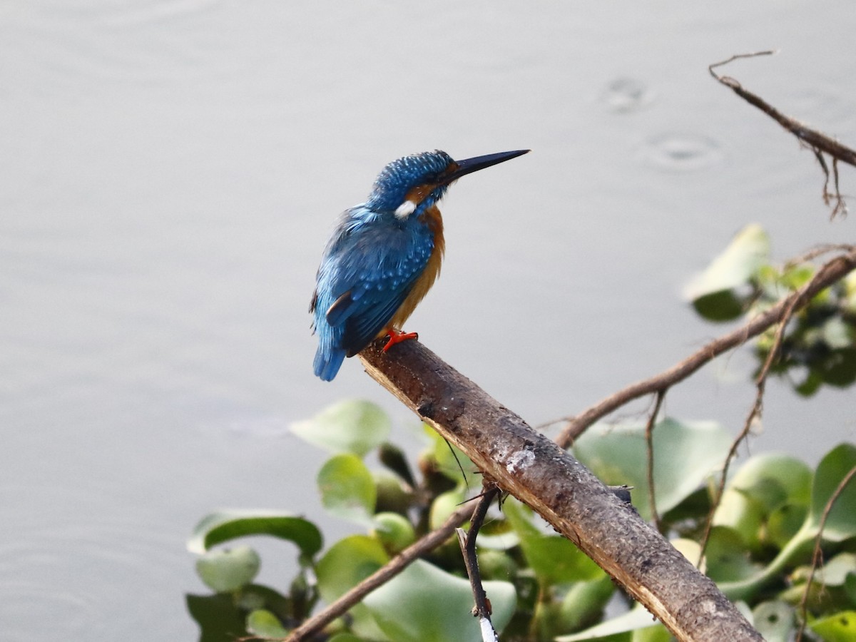 Common Kingfisher - ML123327221